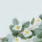 ととの画像