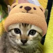 チロルの画像