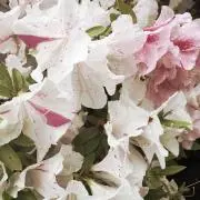おこめの画像