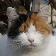 ぴこ