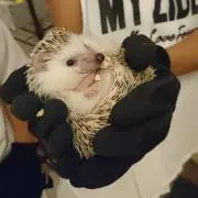 西ちゃんの画像