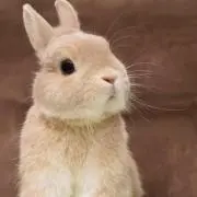 おりーぶの画像