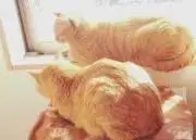 さやの画像