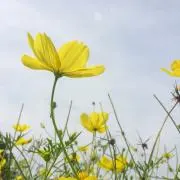 まるの画像
