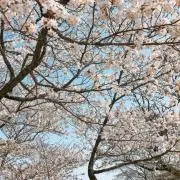 sの画像