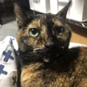 たたやの画像