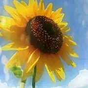 たいよう
