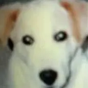 Yの画像