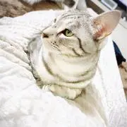 てんにゃんの画像
