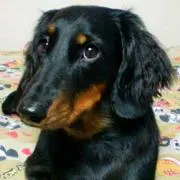☆ルナ☆の画像