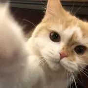 なな