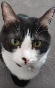 11匹のねこの画像