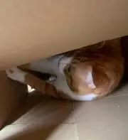 ゆーちゃん