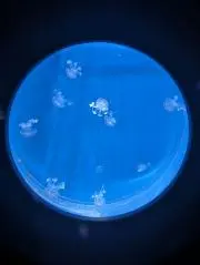 romuskaの画像