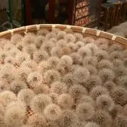 ggの画像