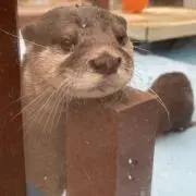 ぺこ