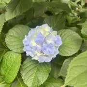 himaの画像