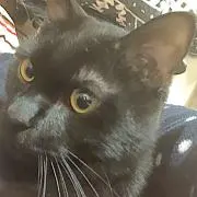 ゆきよみの画像