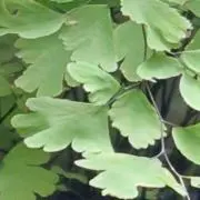 白餡の画像