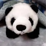 ぱんだちゃんの画像