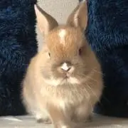 チャッピー