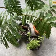 Rogeの画像