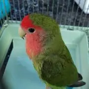 Zibu