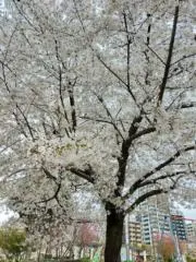 sssの画像