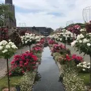 ayaka