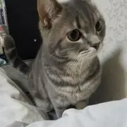 たけの画像