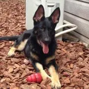 ソロ