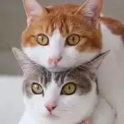 キジトラミケ　要プロフ確認の画像