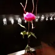 きなこ☆ご購入前プロフご覧下さい。の画像