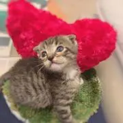 り☺︎プロフ必読