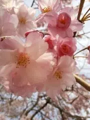 appringoの画像