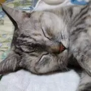 むくの画像