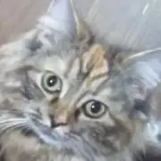 cocoaの画像