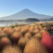 エリの画像
