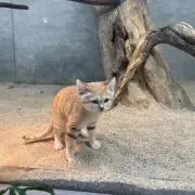 uniの画像