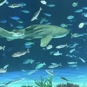 リスーナの画像
