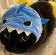 kuro neko