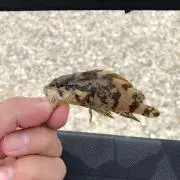 たぴたぴ