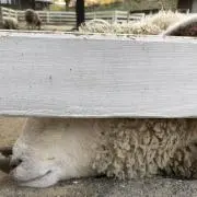 ケビン