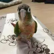 麦ムギの画像