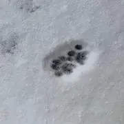 ハロー