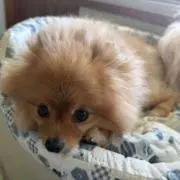 もかちん♪の画像