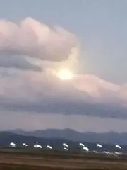 お花畑の画像
