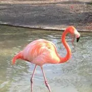 たしろ
