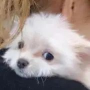 ぴろんちゅ