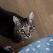 いっちゃ